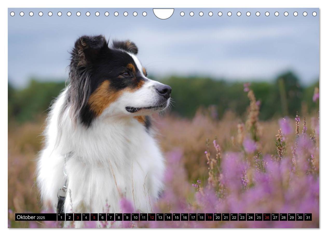 Bild: 9783435553624 | Australian Shepherd - Lebensfreude auf vier Pfoten (Wandkalender...