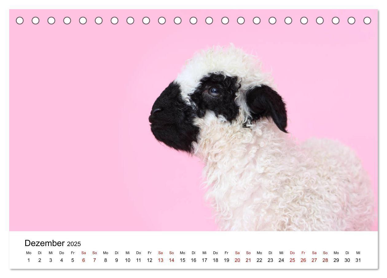 Bild: 9783435326068 | Walliser Schwarznasenschaf Valais Blacknose Sheep (Tischkalender...