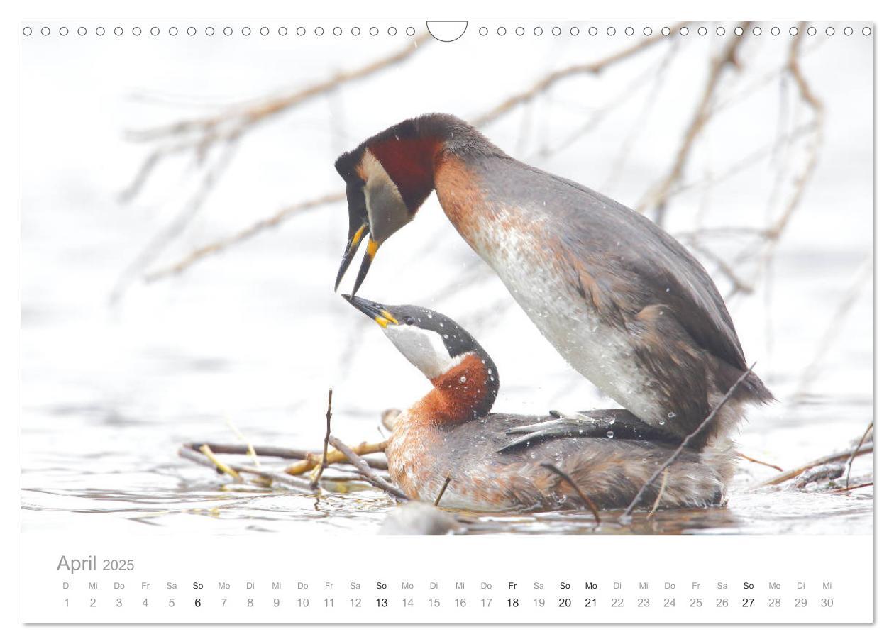 Bild: 9783435179749 | Vögel in Ost- und Norddeutschland 2025 (Wandkalender 2025 DIN A3...