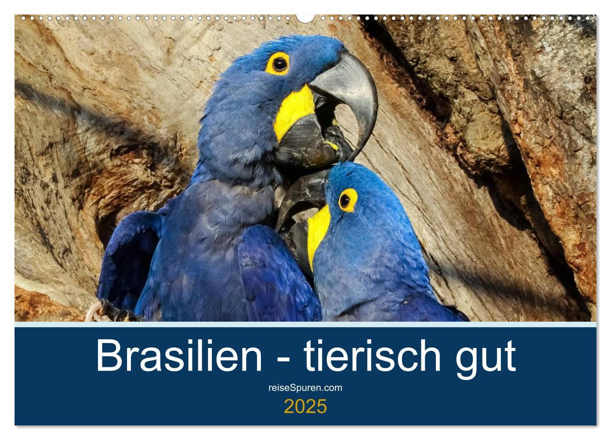 Cover: 9783435686636 | Brasilien tierisch gut 2025 (Wandkalender 2025 DIN A2 quer),...