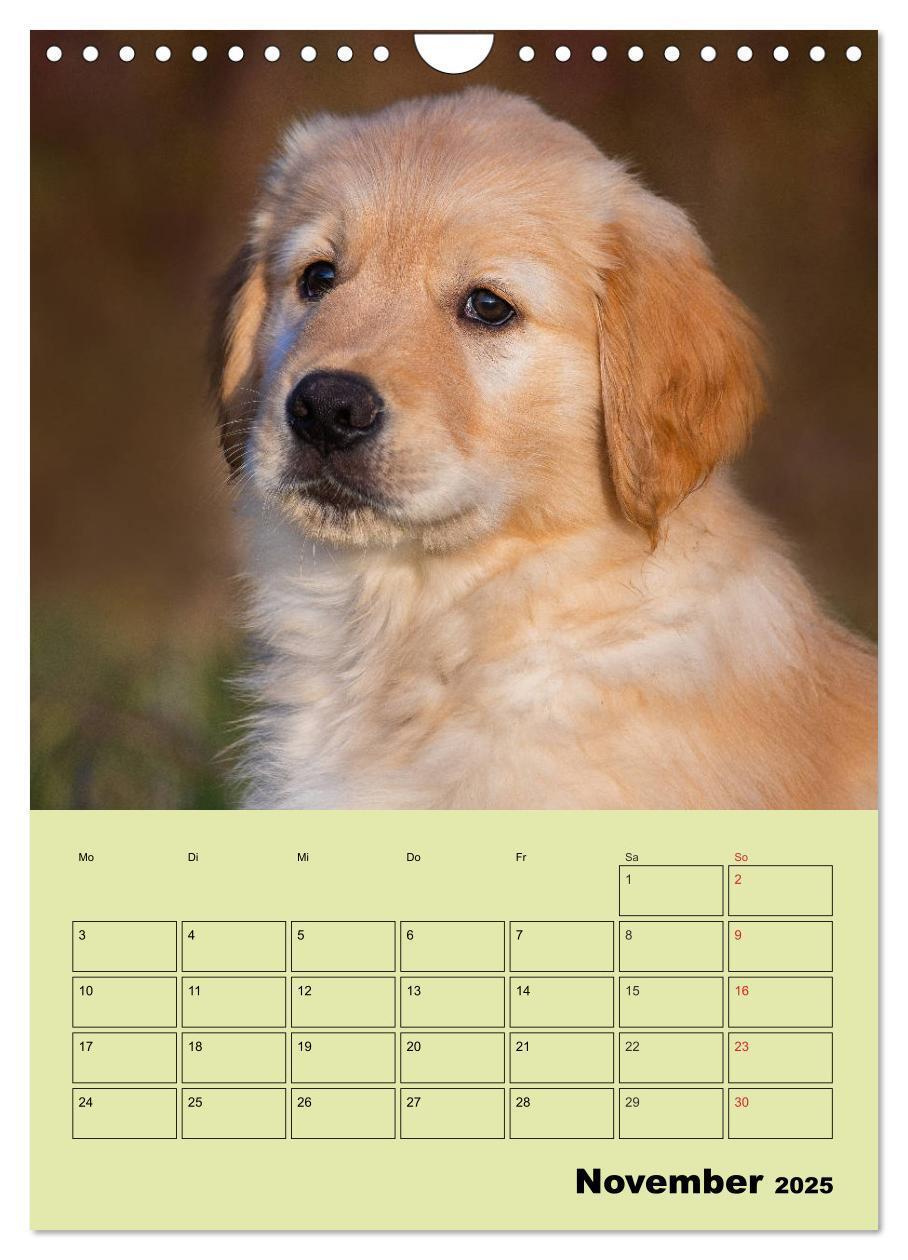 Bild: 9783435960316 | Jahresplaner Golden Retriever (Wandkalender 2025 DIN A4 hoch),...