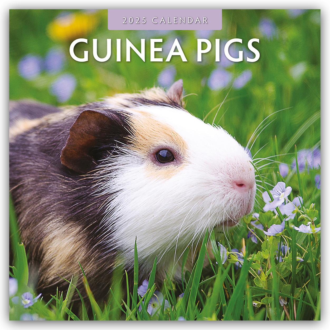 Cover: 9781804423929 | Guinea Pigs 2025 Square Wall Calendar | Red Robin | Taschenbuch | 2025