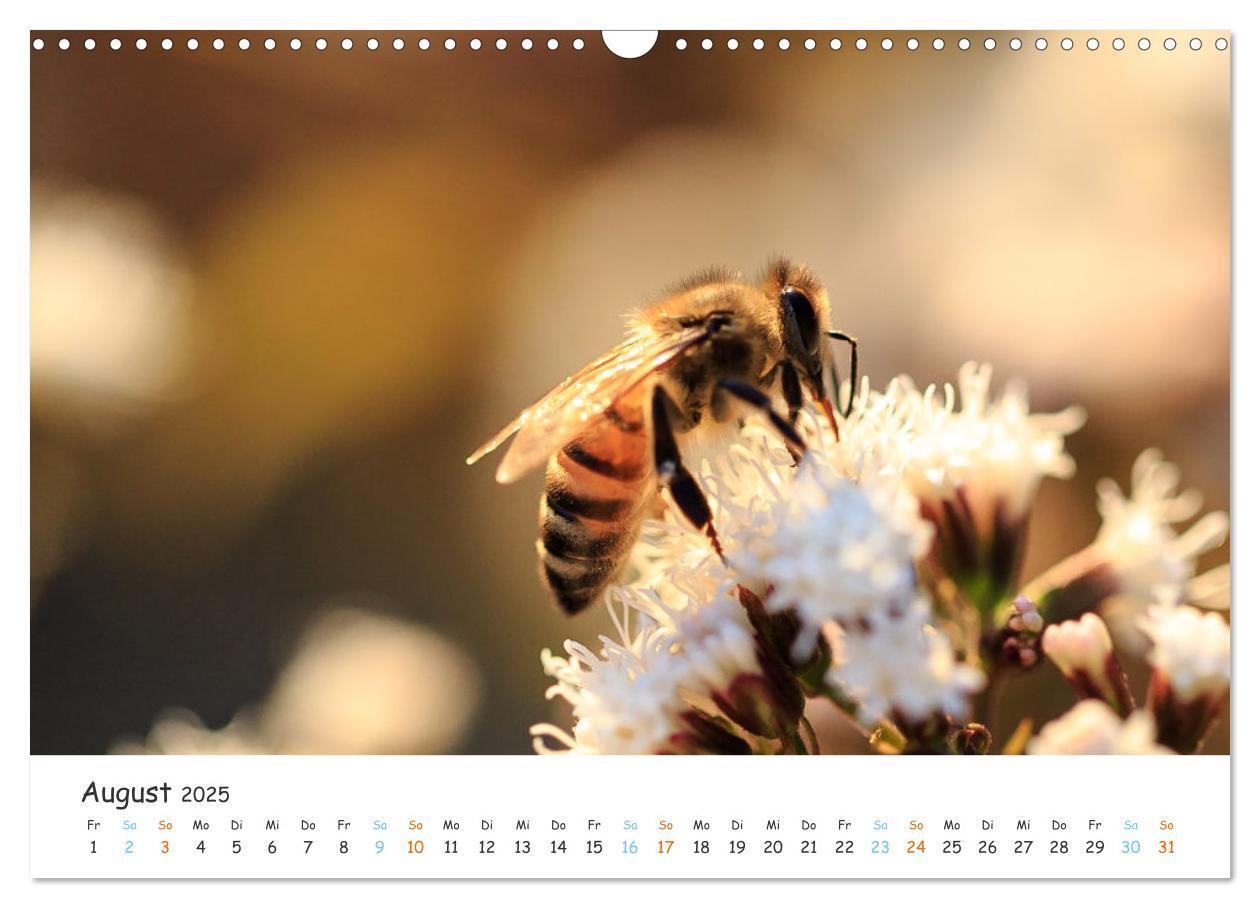 Bild: 9783435051809 | Bee Beautiful - Die phantastische Welt der Bienen (Wandkalender...