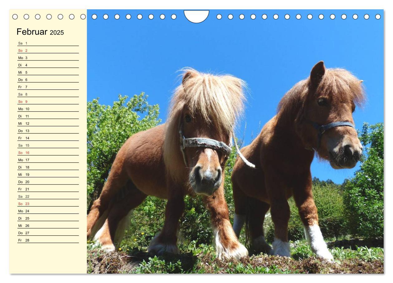 Bild: 9783435652198 | Ponys. Herzensbrecher mit Grips (Wandkalender 2025 DIN A4 quer),...