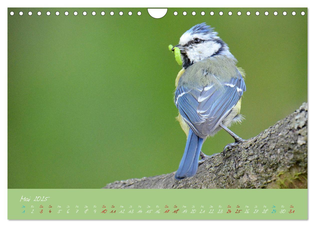 Bild: 9783435260041 | Die Blaumeise, Gast in unserem Garten (Wandkalender 2025 DIN A4...