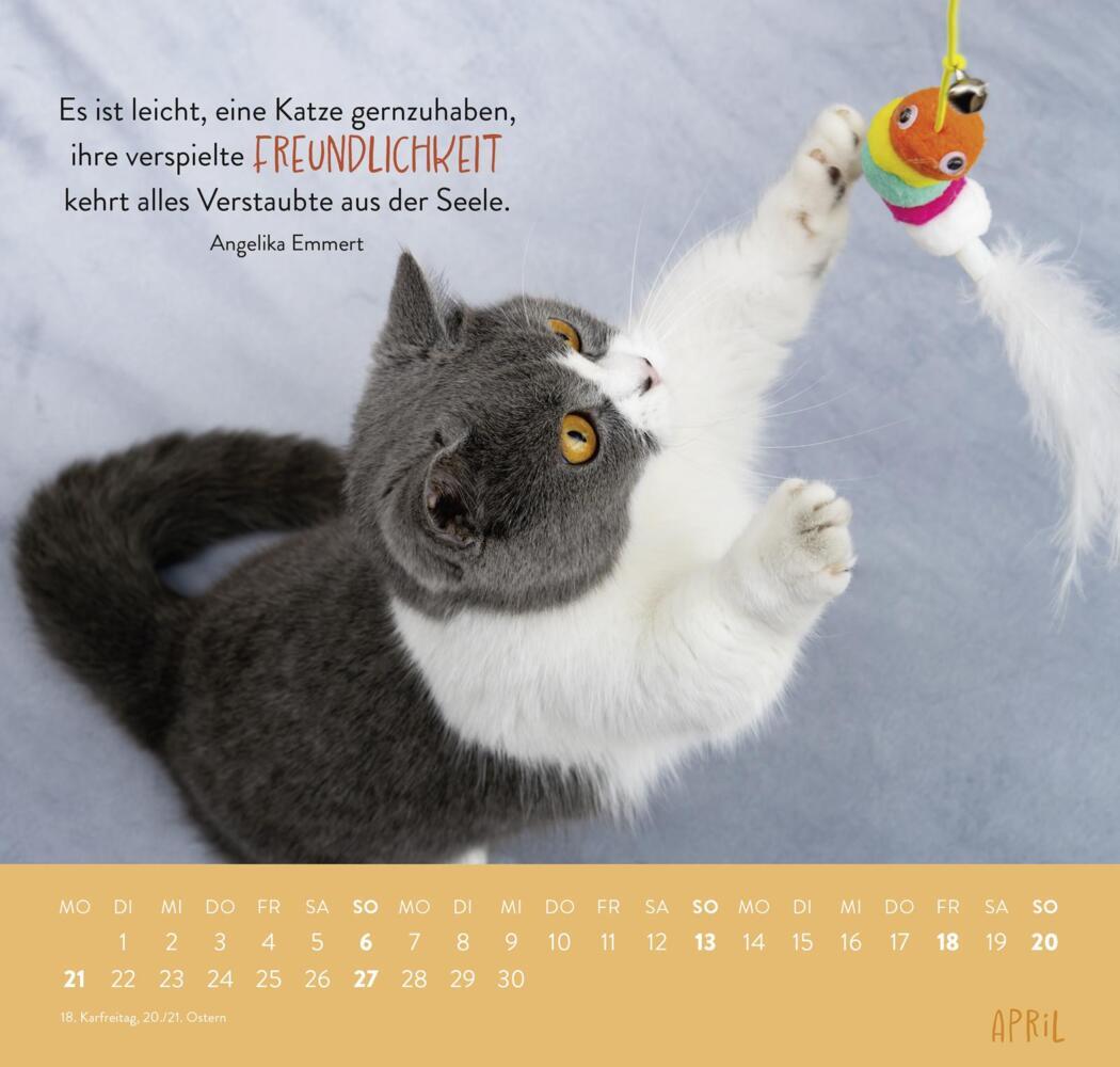 Bild: 4036442011881 | Wandkalender 2025: Für Katzenfreunde | Groh Verlag | Kalender | 12 S.