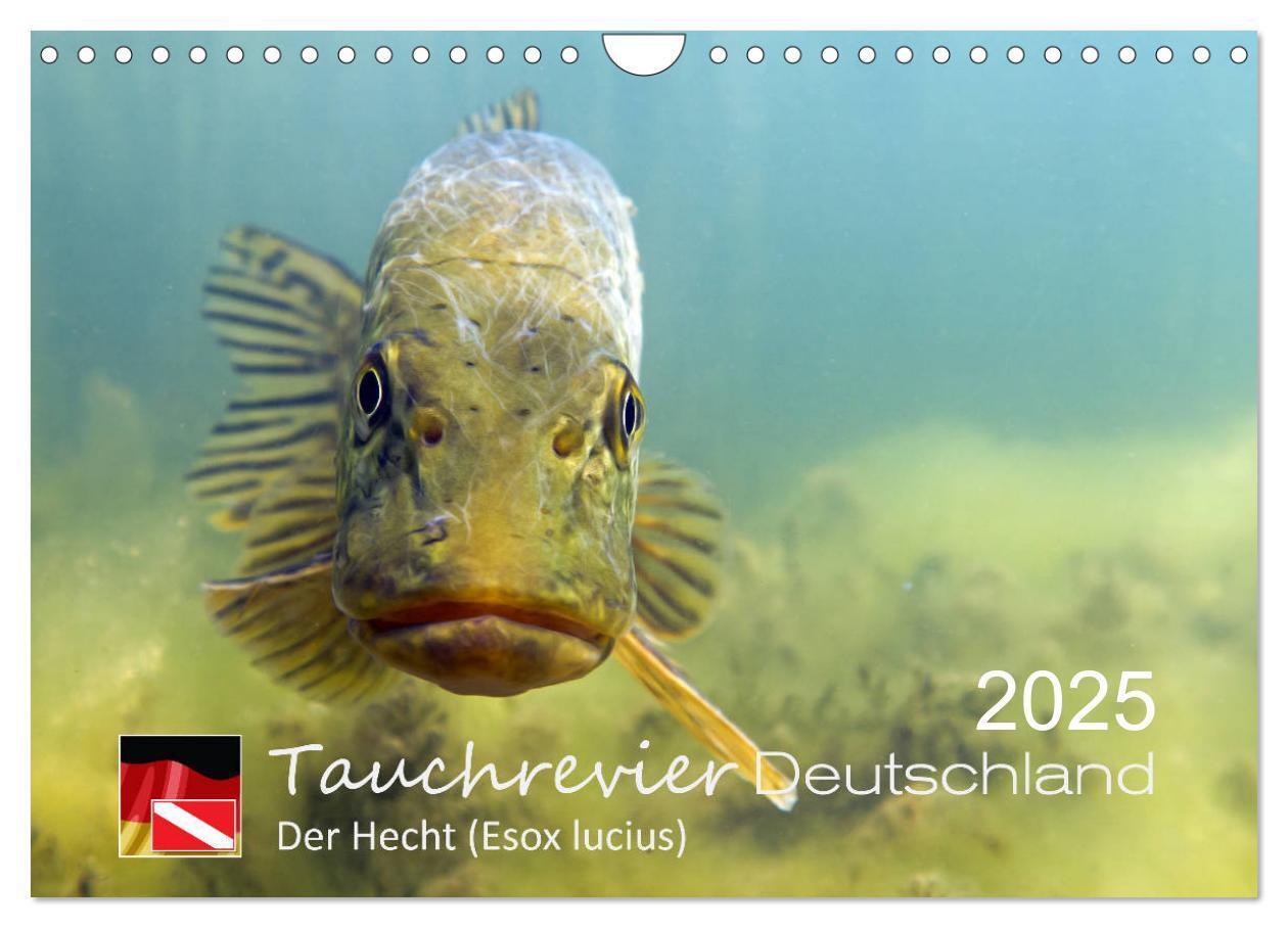 Cover: 9783435426034 | Tauchrevier Deutschland - Der Hecht (Esox lucius) (Wandkalender...