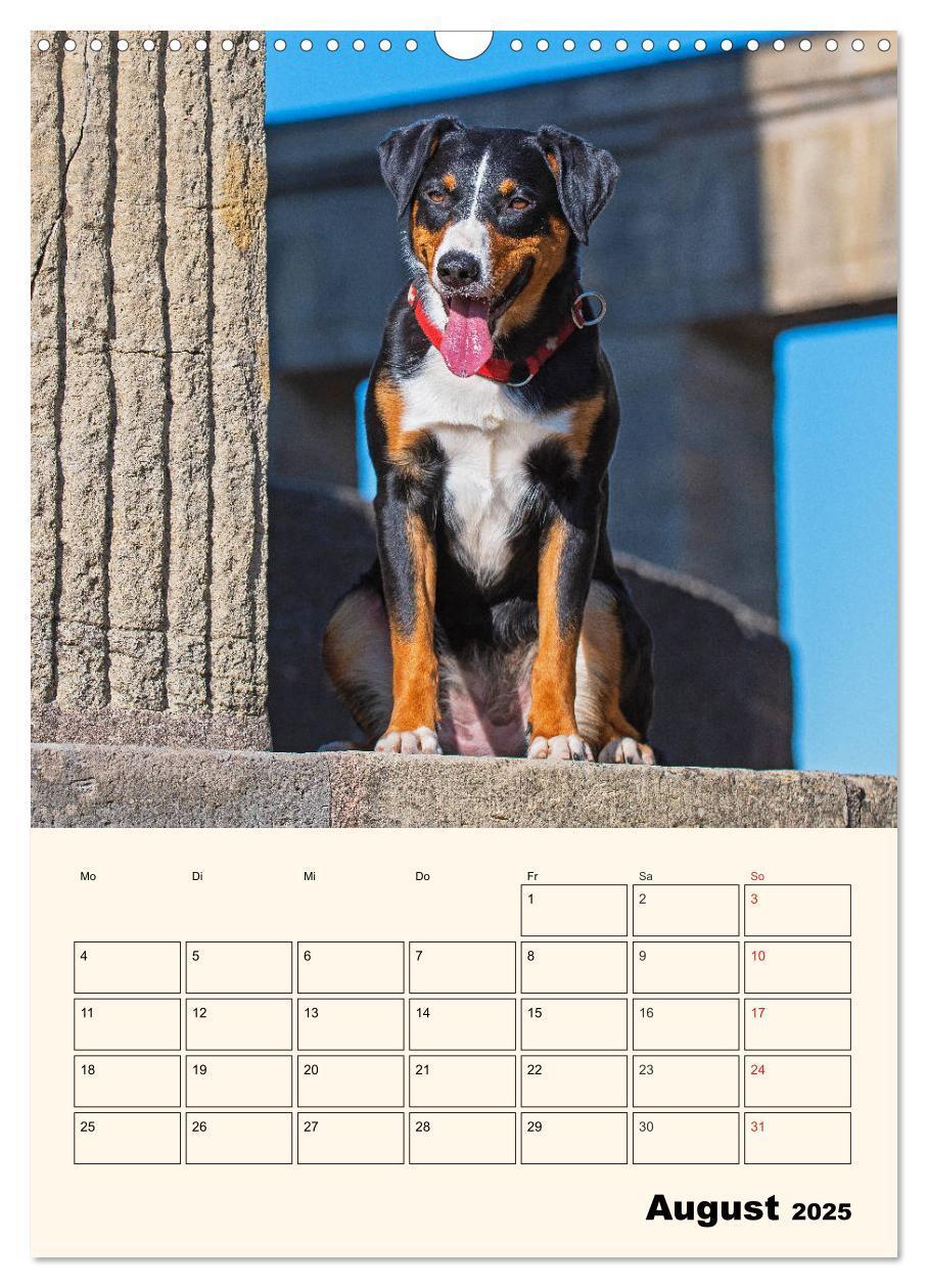 Bild: 9783435936571 | Appenzeller Sennenhund - Mit Plan durch das Jahr (Wandkalender 2025...