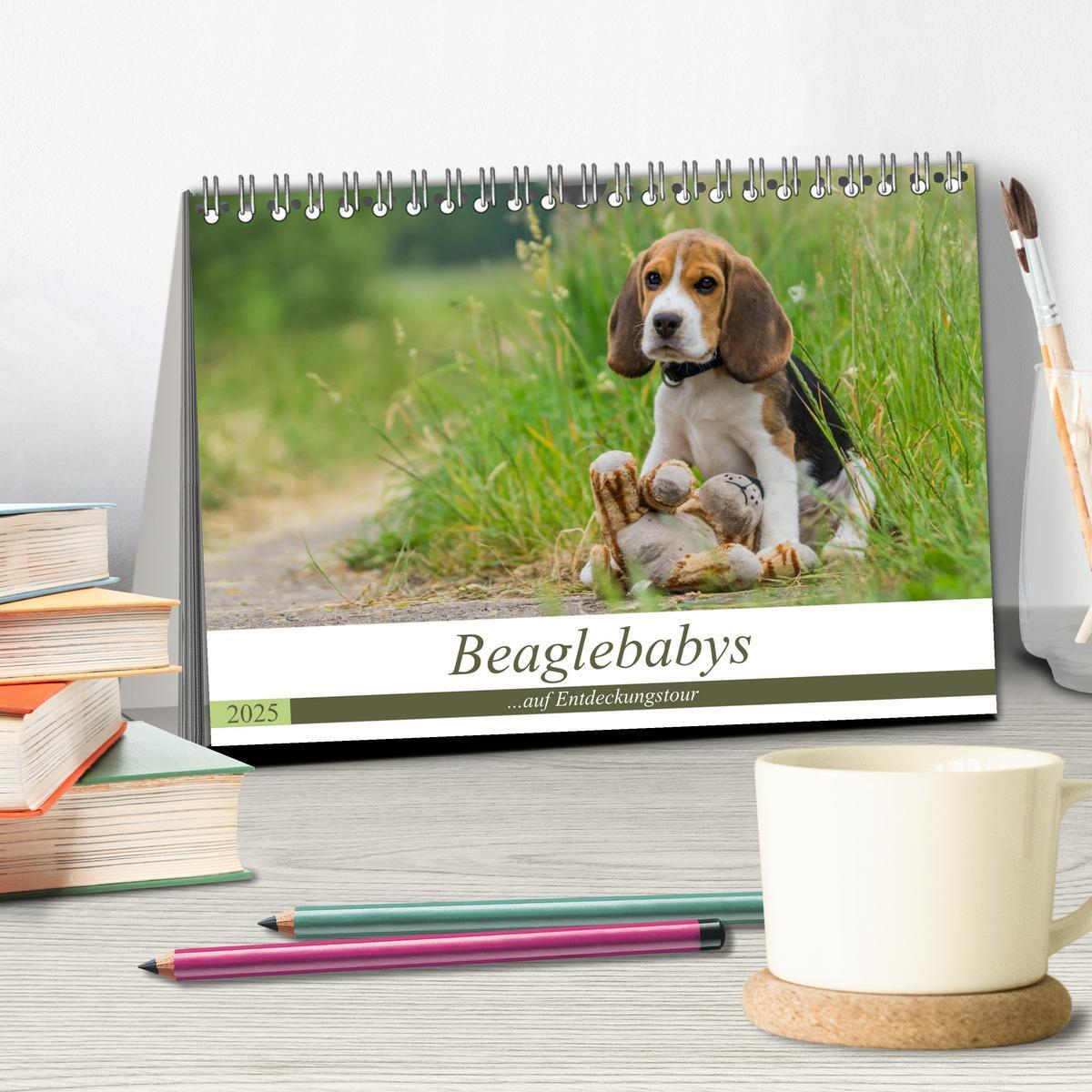 Bild: 9783435573578 | Beaglebabys auf Entdeckungstour (Tischkalender 2025 DIN A5 quer),...