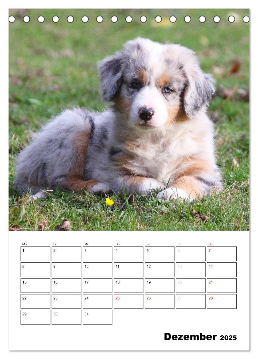 Bild: 9783457079331 | Australian Shepherd (Tischkalender 2025 DIN A5 hoch), CALVENDO...