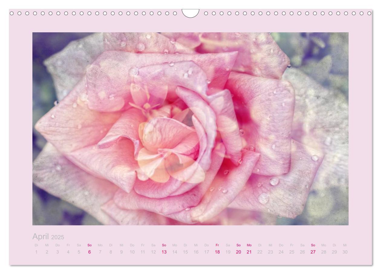 Bild: 9783435737130 | Romantische Rosen (Wandkalender 2025 DIN A3 quer), CALVENDO...