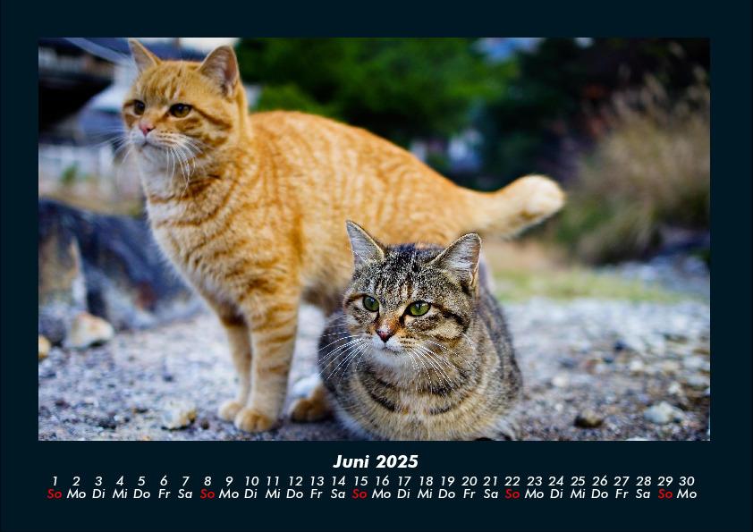 Bild: 9783755970750 | Für Katzenfreunde 2025 Fotokalender DIN A4 | Tobias Becker | Kalender