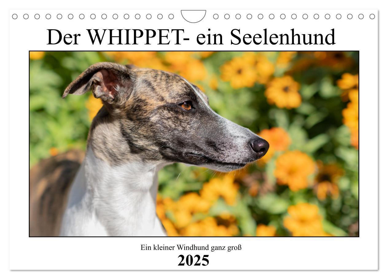 Cover: 9783383941917 | Der Whippet - ein Seelenhund (Wandkalender 2025 DIN A4 quer),...