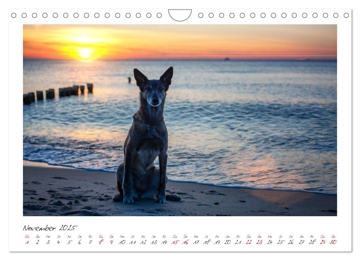 Bild: 9783383798429 | Mit dem Malinois durch das Jahr (Wandkalender 2025 DIN A4 quer),...