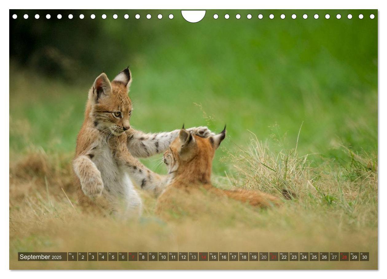 Bild: 9783435690213 | Der Luchs - Dem Pinselohr auf der Spur (Wandkalender 2025 DIN A4...