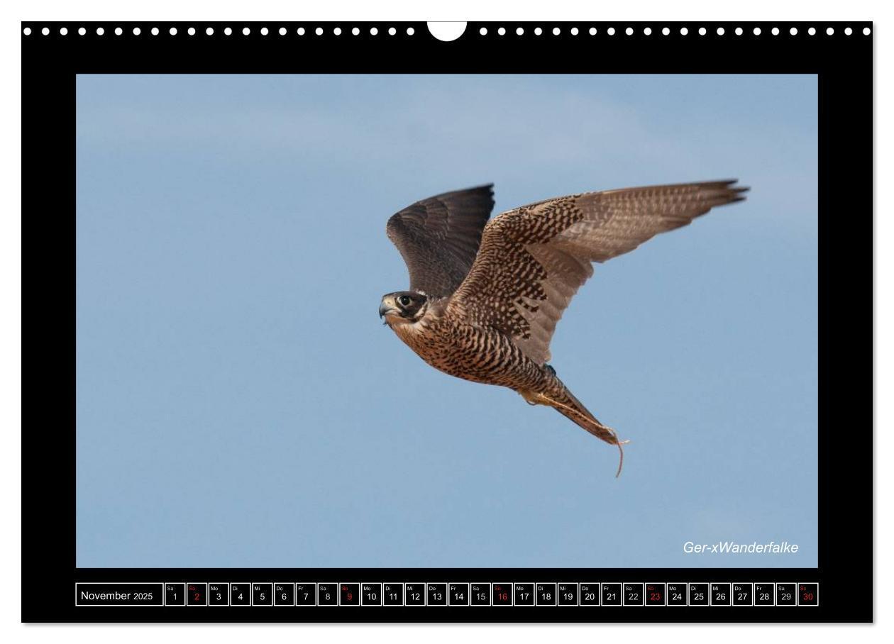 Bild: 9783435695461 | Falken im Flug und im Porträt (Wandkalender 2025 DIN A3 quer),...