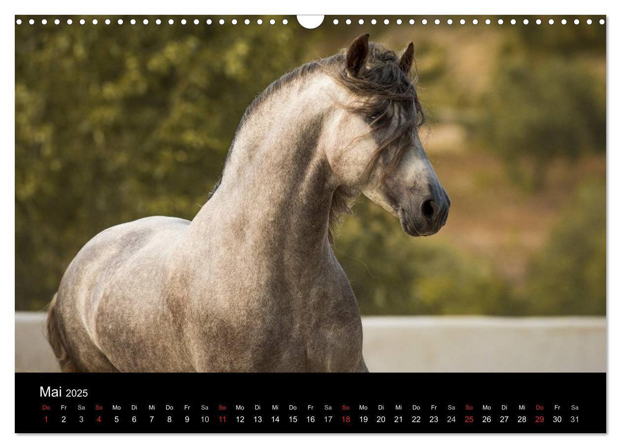 Bild: 9783435637904 | Spaniens stolze Pferde (Wandkalender 2025 DIN A3 quer), CALVENDO...