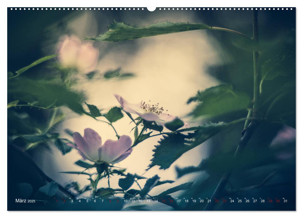 Bild: 9783435390380 | Die Welt der Alten Rosen (Wandkalender 2025 DIN A2 quer), CALVENDO...