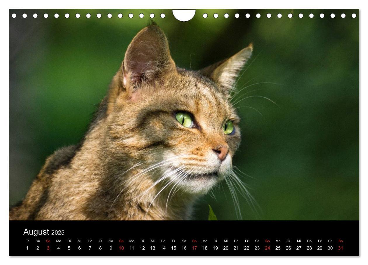 Bild: 9783435391615 | Wildkatzen - scheue Samtpfoten (Wandkalender 2025 DIN A4 quer),...