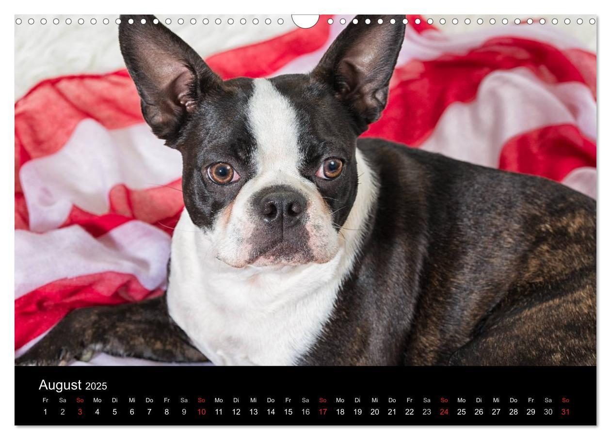 Bild: 9783435613892 | Colored Boston Terrier 2025 (Wandkalender 2025 DIN A3 quer),...