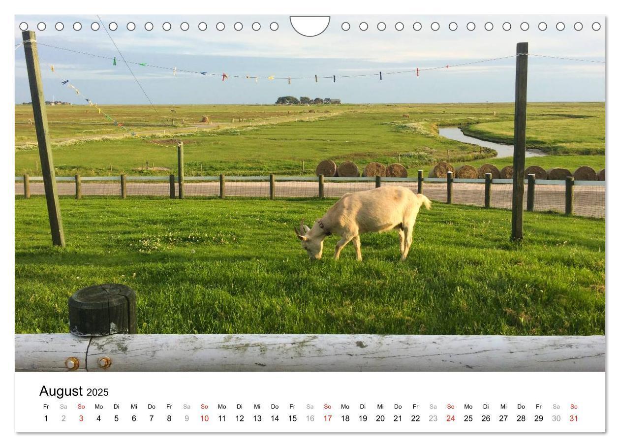 Bild: 9783435570386 | Hallig Hooge - zwischen Himmel und Erde (Wandkalender 2025 DIN A4...