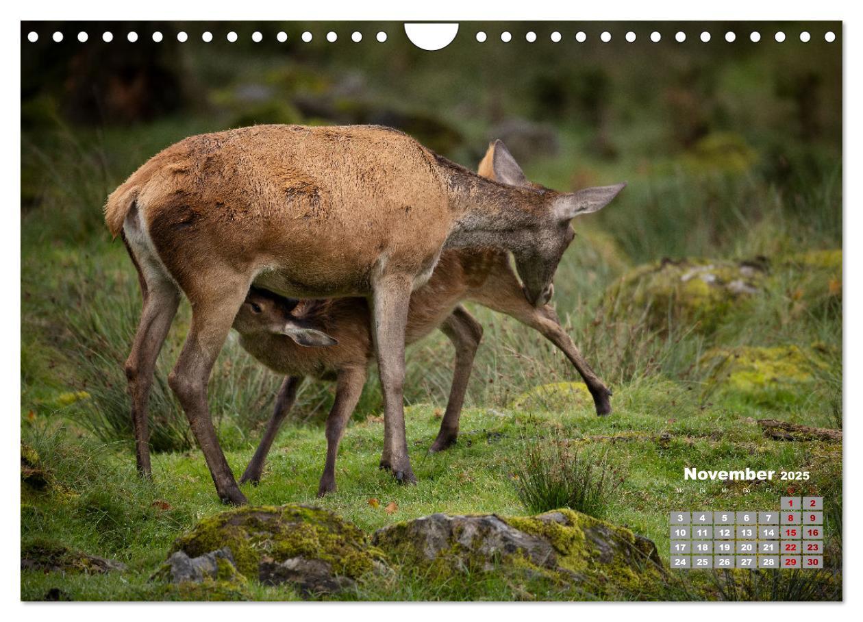 Bild: 9783435004065 | Krafttier Hirsch (Wandkalender 2025 DIN A4 quer), CALVENDO...