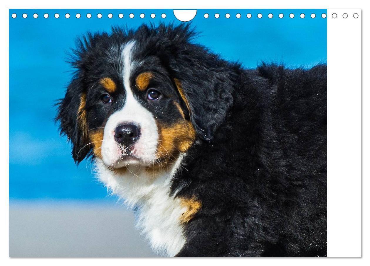 Bild: 9783435478736 | Seebärchen entdecken die Welt - Berner Sennenhunde (Wandkalender...