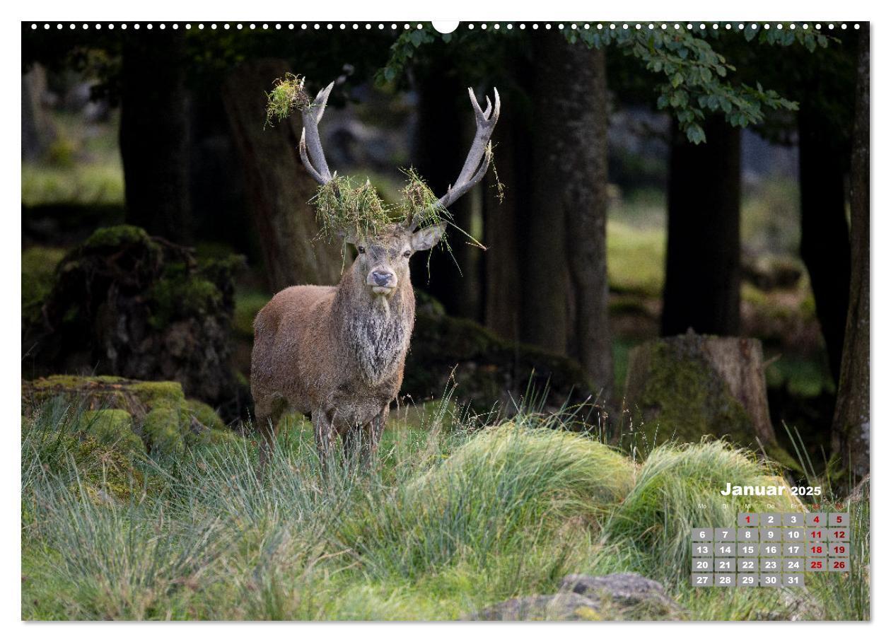 Bild: 9783435003563 | Krafttier Hirsch (Wandkalender 2025 DIN A2 quer), CALVENDO...