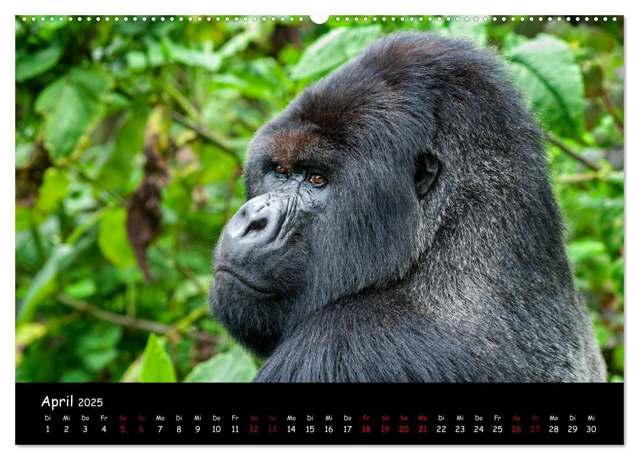 Bild: 9783435119080 | Berggorillas: die bedrohten Riesen (Wandkalender 2025 DIN A2 quer),...