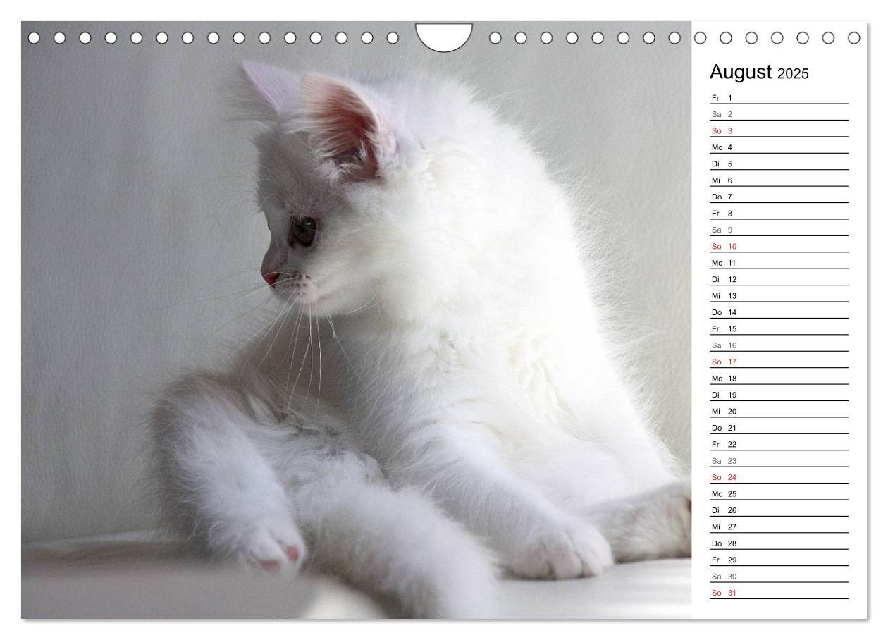 Bild: 9783435555758 | Aus der Kinderstube der Perserkatze (Wandkalender 2025 DIN A4...