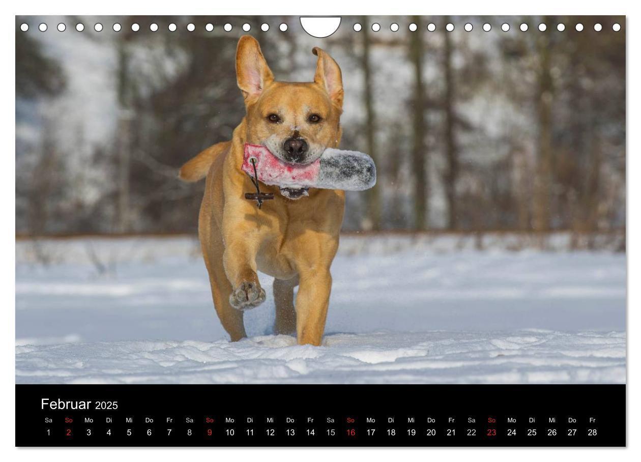 Bild: 9783435761692 | Labrador Retriever 2025 (Wandkalender 2025 DIN A4 quer), CALVENDO...