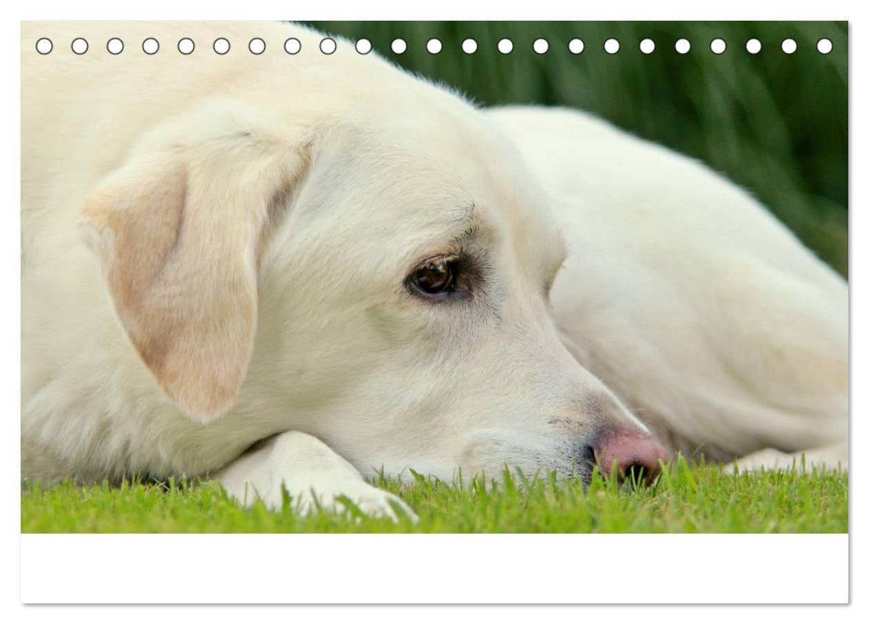 Bild: 9783435754830 | Labrador Retriever 2025 (Tischkalender 2025 DIN A5 quer), CALVENDO...