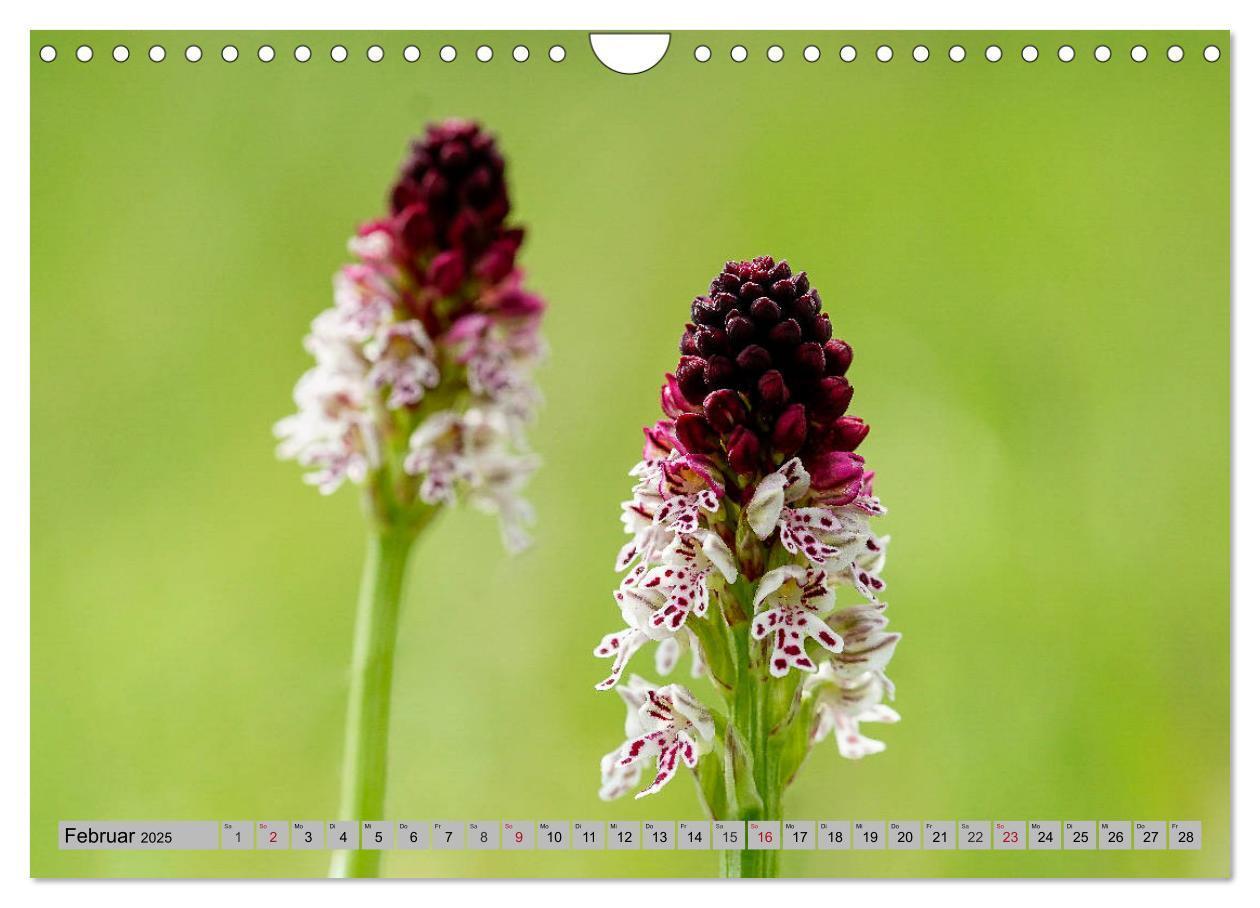 Bild: 9783435537204 | Orchideenwiese 2025 (Wandkalender 2025 DIN A4 quer), CALVENDO...