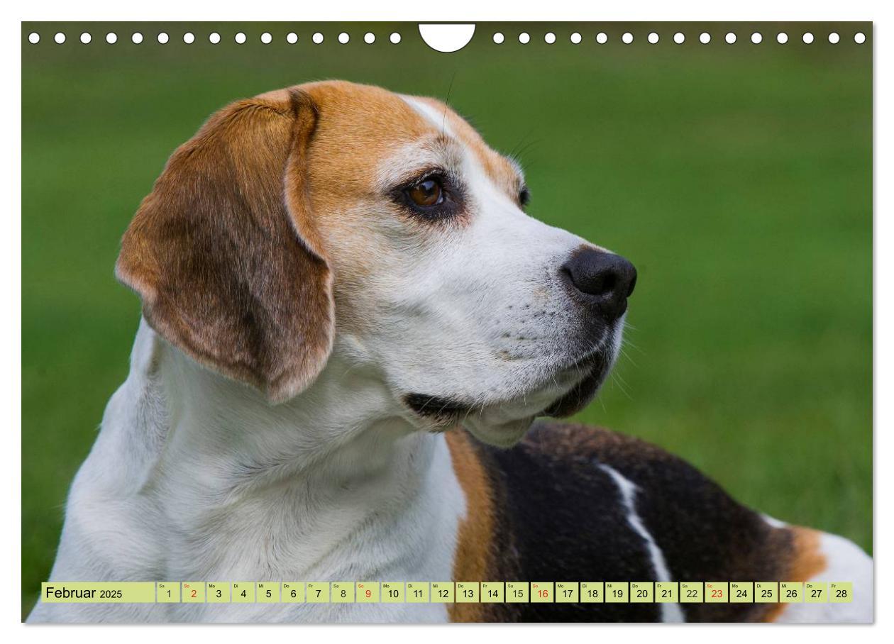 Bild: 9783435575800 | Beagle - Herz auf 4 Pfoten (Wandkalender 2025 DIN A4 quer),...