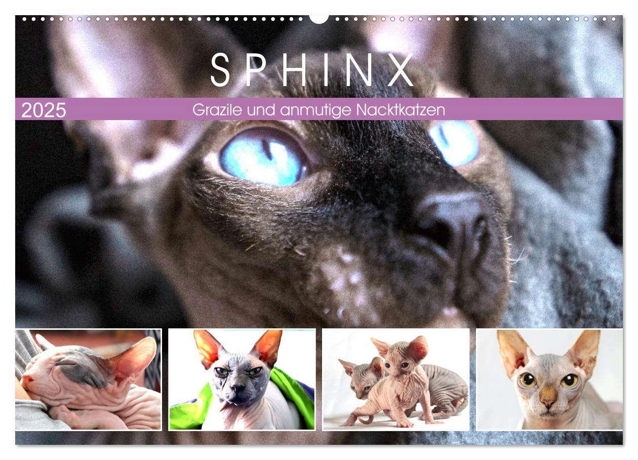 Cover: 9783435049790 | Sphinx. Grazile und anmutige Nacktkatzen (Wandkalender 2025 DIN A2...