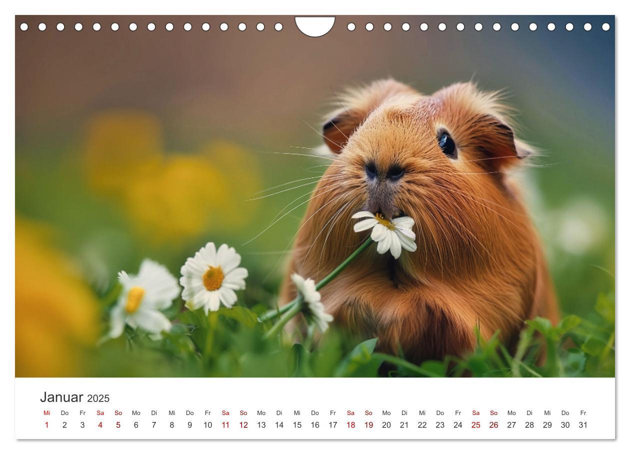 Bild: 9783383812255 | Wuschelbande - Ein Jahr voller Meerschweinchen (Wandkalender 2025...