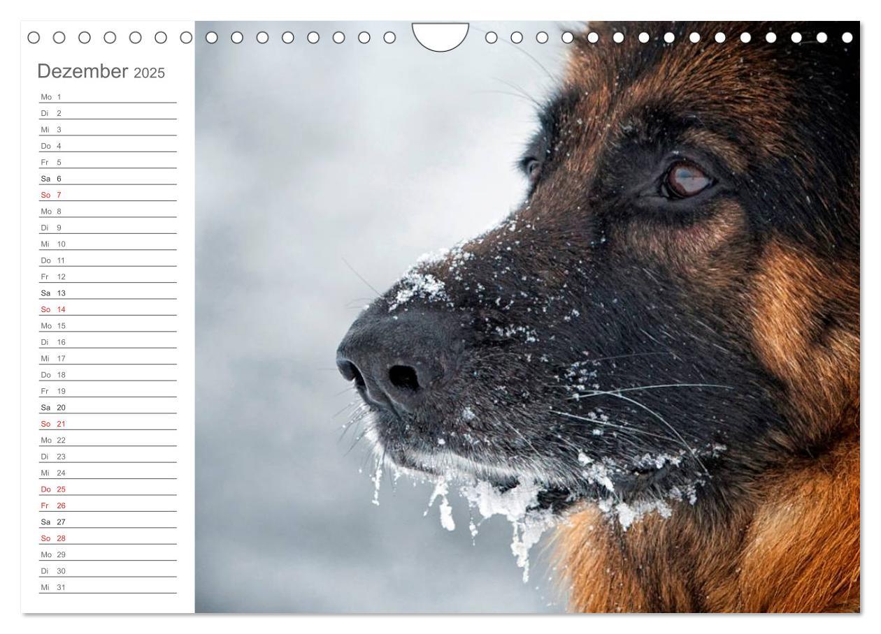 Bild: 9783435474035 | Deutsche Schäferhunde Seelentröster (Wandkalender 2025 DIN A4...