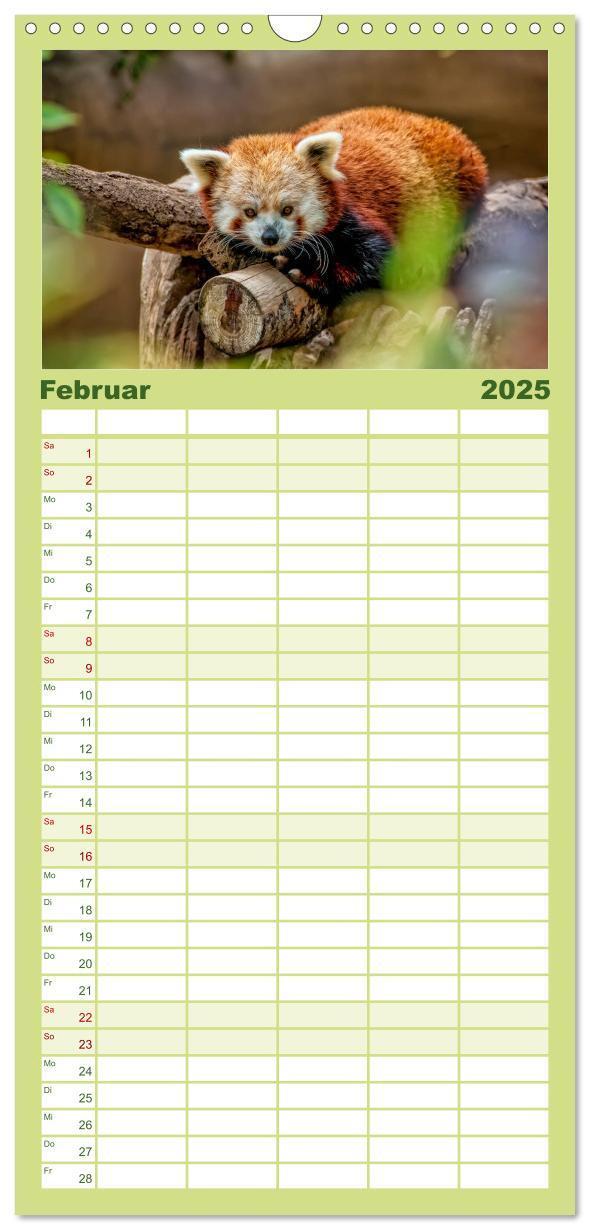 Bild: 9783457117071 | Familienplaner 2025 - Kleiner Panda mit 5 Spalten (Wandkalender, 21...