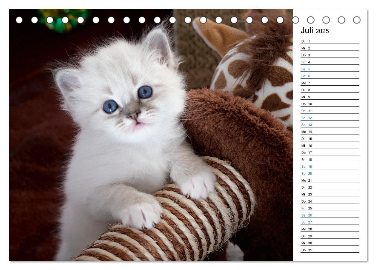 Bild: 9783383959745 | Heilige Birma Kitten mit Planer (Tischkalender 2025 DIN A5 quer),...