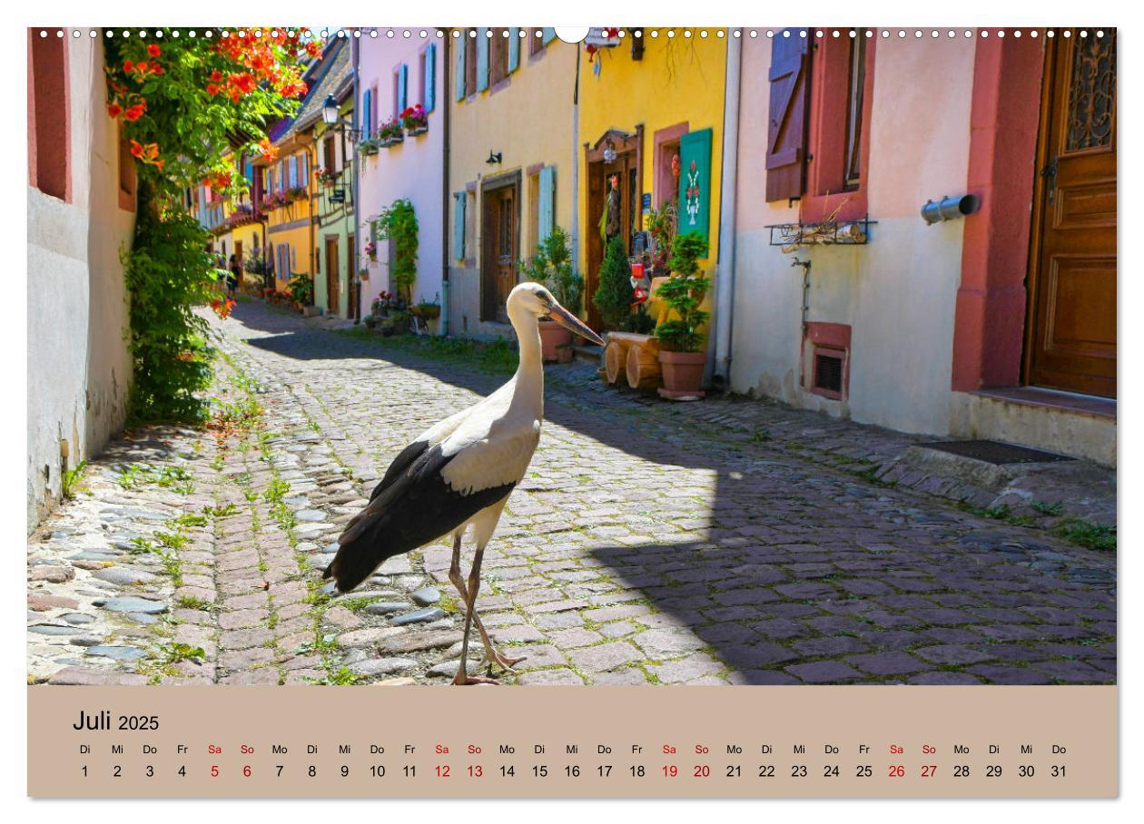 Bild: 9783435019366 | Der Storchenkalender (Wandkalender 2025 DIN A2 quer), CALVENDO...