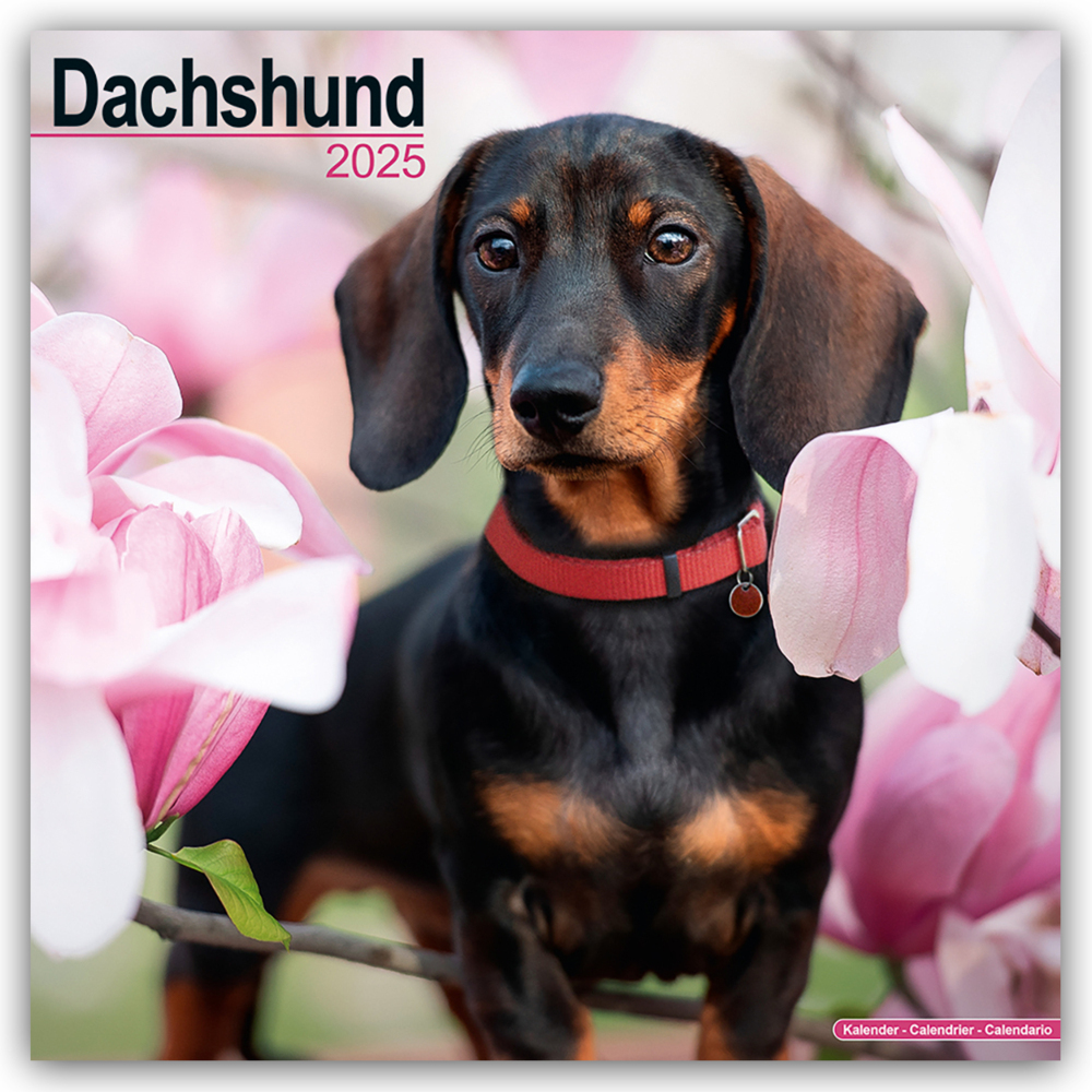 Cover: 9781804603338 | Dachshund - Dackel 2025 - 16-Monatskalender | Avonside Publishing Ltd