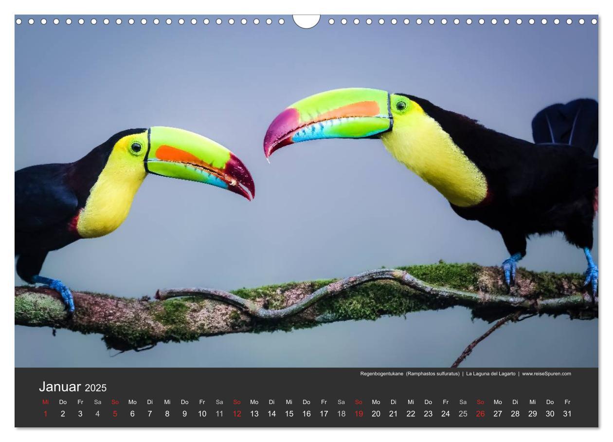 Bild: 9783435728053 | Costa Rica tierisch gut 2025 (Wandkalender 2025 DIN A3 quer),...