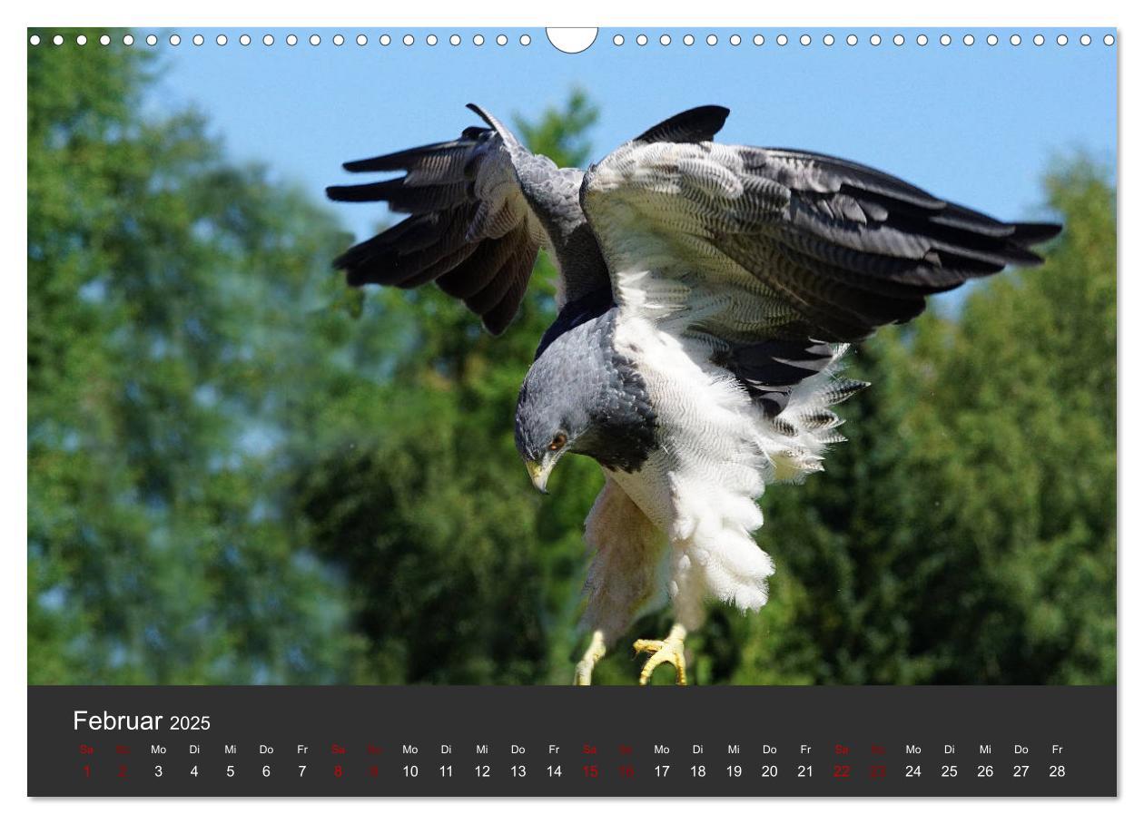 Bild: 9783435402342 | Faszination der Greifvögel und Geier (Wandkalender 2025 DIN A3...