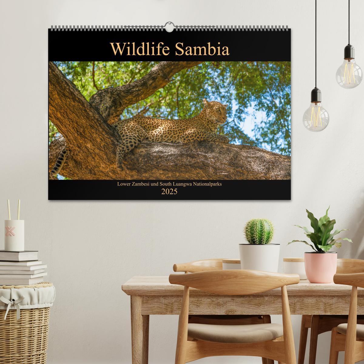 Bild: 9783435312757 | Wildlife Sambia (Wandkalender 2025 DIN A2 quer), CALVENDO...