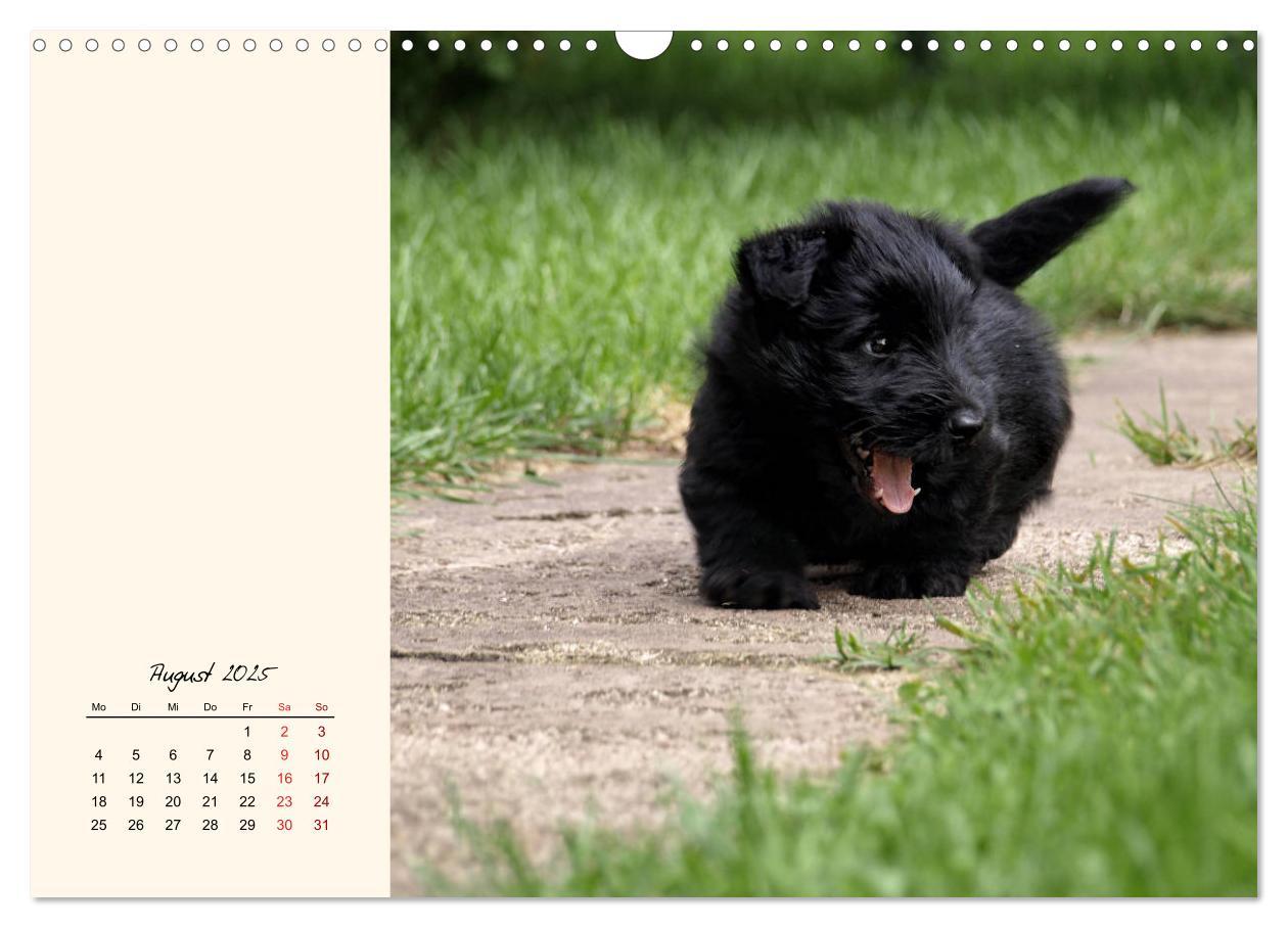 Bild: 9783435341672 | Scottish Terrier - Charmantes Rauhbein (Wandkalender 2025 DIN A3...