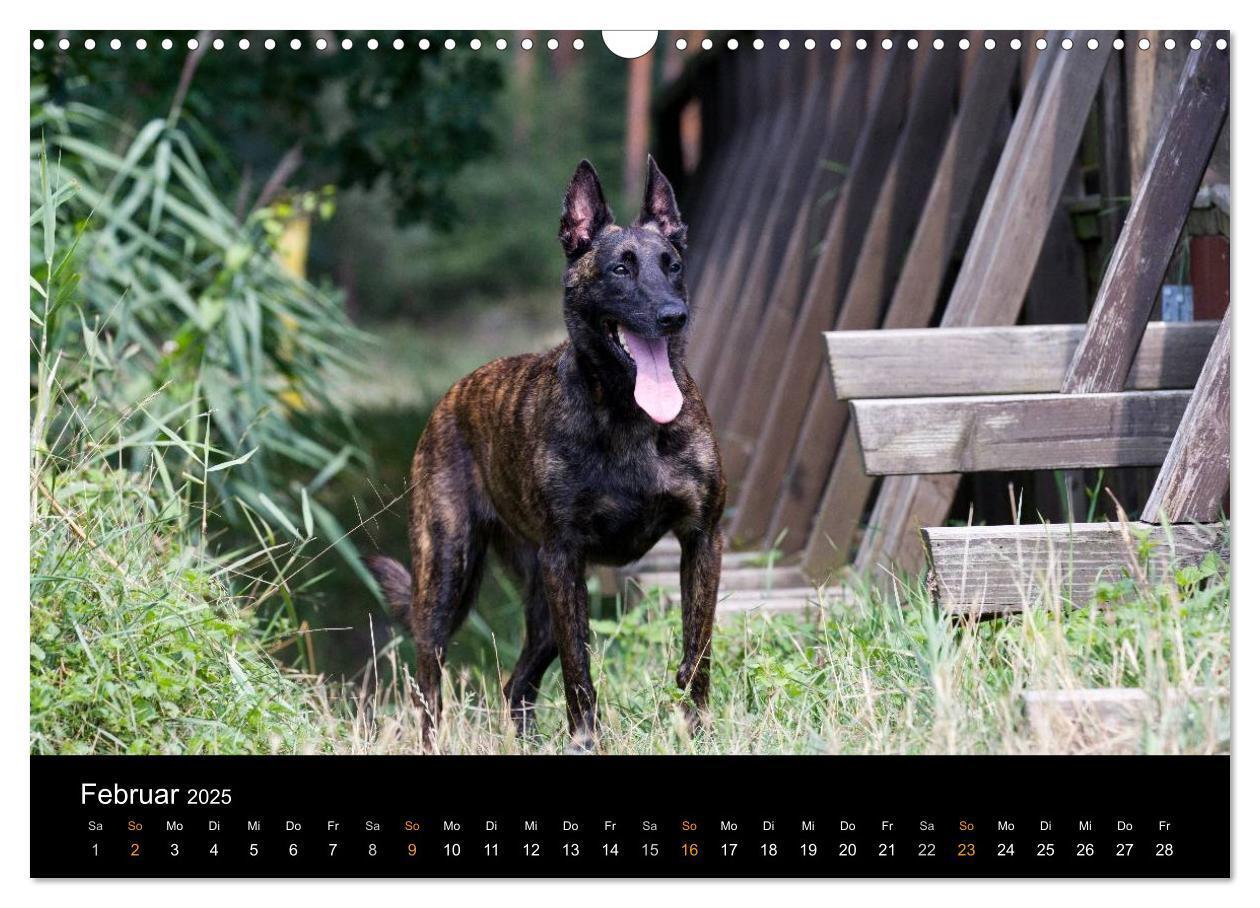 Bild: 9783435687244 | Holländischer Schäferhund (Wandkalender 2025 DIN A3 quer), CALVENDO...