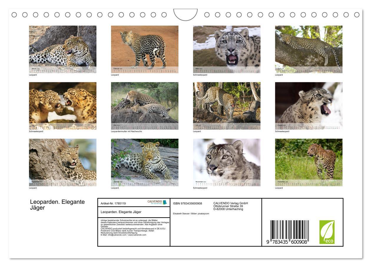 Bild: 9783435600908 | Leoparden. Elegante Jäger (Wandkalender 2025 DIN A4 quer), CALVENDO...