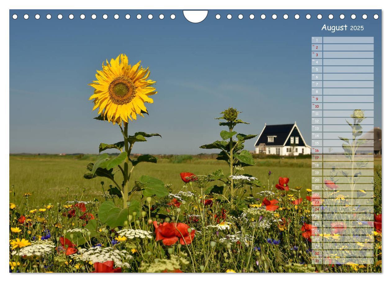 Bild: 9783435359097 | Ein Sommer auf Texel (Wandkalender 2025 DIN A4 quer), CALVENDO...