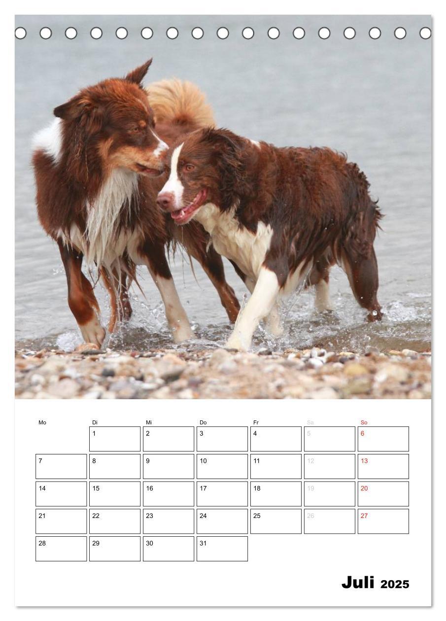 Bild: 9783457079331 | Australian Shepherd (Tischkalender 2025 DIN A5 hoch), CALVENDO...