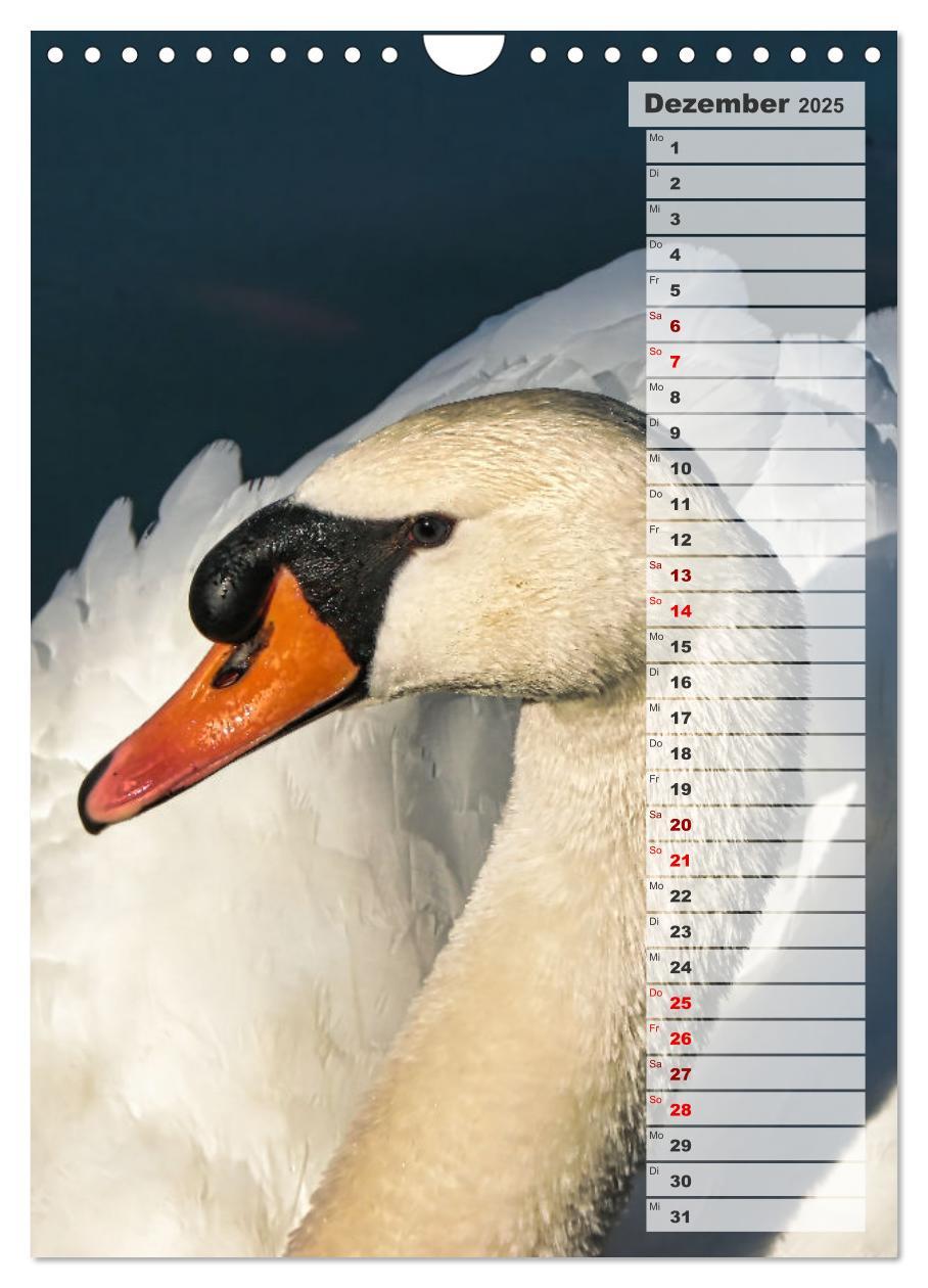 Bild: 9783435864980 | Stolze Schwäne (Wandkalender 2025 DIN A4 hoch), CALVENDO...